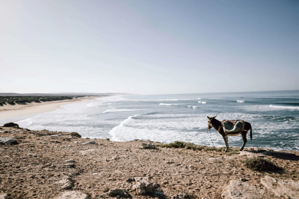 Surfing in Morocco for Beginners: A Local’s Ultimate Guide a nice view of sidi kaouki essaouira beach with a donkey on it