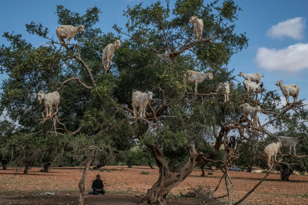 Goats in argan tree